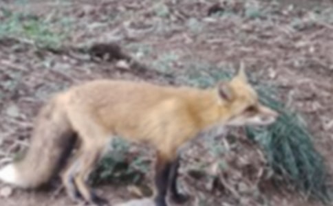 ���ں������ͯ������