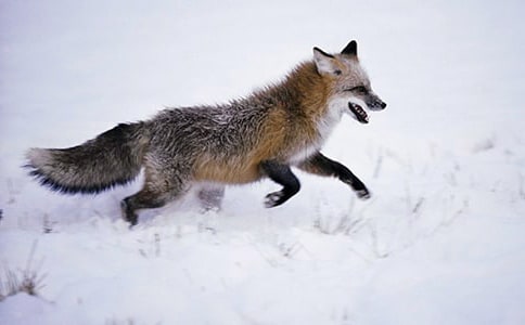 小白兔和狐狸童话作文