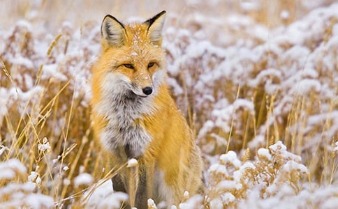 ���������ǵĹ��¡������650��