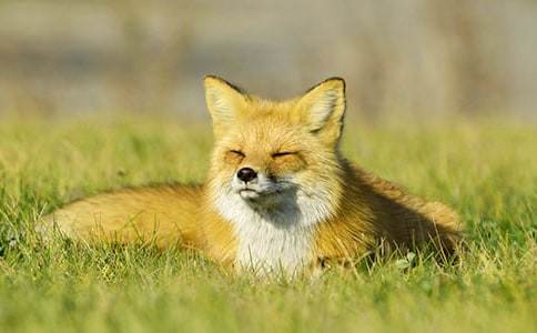 蝉和狐狸童话作文 (通用7篇)