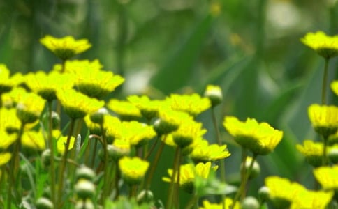 ֻҪ������,ǽ�ǵĻ���Ҳ��ŭ��ɢ��