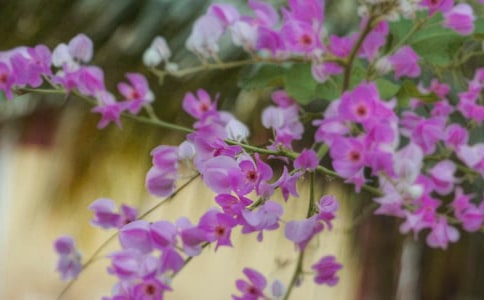 残缺的花朵,也会美好地绽放