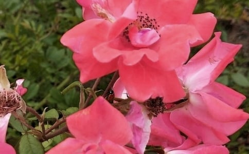 ��ѡ������������38��