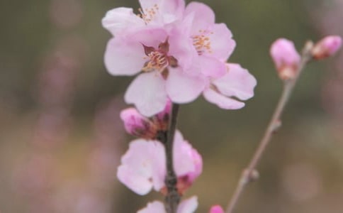2021年通用花朵优美句子摘录97句