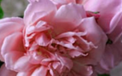 �������Ļ��������ɢ��