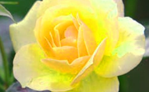 春天的花朵的比喻句