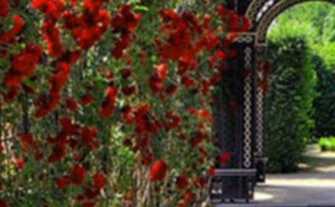 ��԰�ĸ���ɢ��