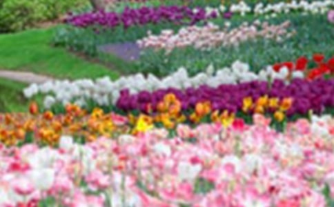 �����˵Ļ�԰���ڶ���ʱ��ѧ���