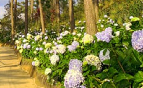 �����˵Ļ�԰��˵�θ�