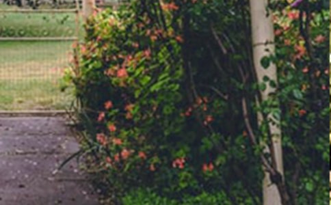 巨人的花园作文