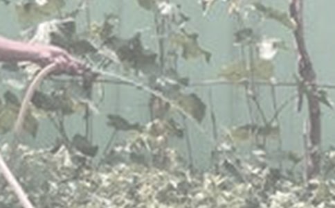 ���꼶�������ĺϼ�7ƪ