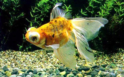 【推荐】四年级金鱼作文8篇