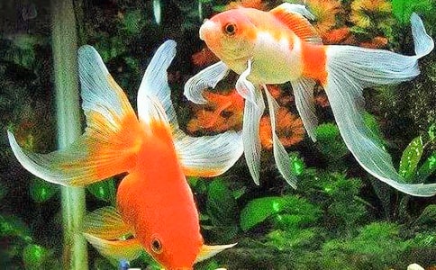 我家的金鱼小学作文