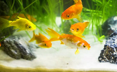 精选小金鱼三年级作文300字合集九篇