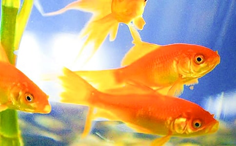 �й�С�������꼶���Ľ�����ƪ