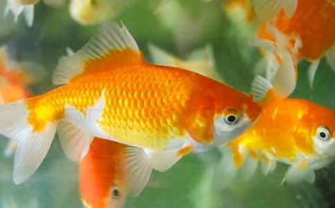 我给金鱼换鱼缸