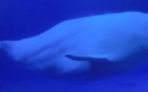 Ϊʲô����Ҳ��������