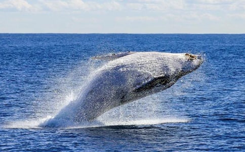 �μ�����ʲô��˼