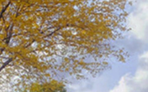 ��ɫ���꼶���ľ�ƪ