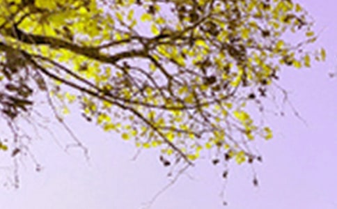 实用的四年级景色作文汇编7篇