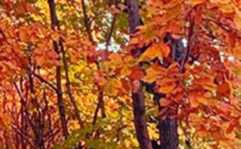 【热门】景色四年级作文合集五篇