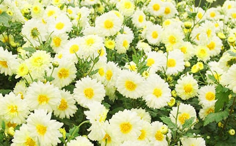 ���ھջ���ʫ���ʫ_����ʫ��