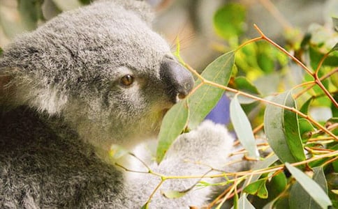 �������ɰ��Ŀ�������