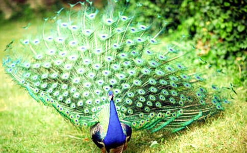 ����ȸ���Ϸɡ�����з��ģ�ͨ��6ƪ��