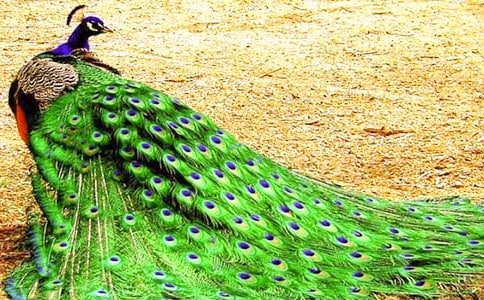 �μ��̿�ȸ��Ԣ��