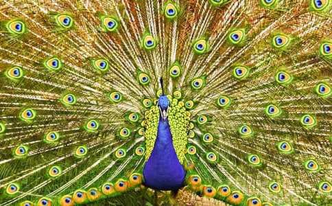 我喜欢的孔雀作文