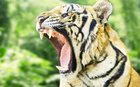 �ϻ����׶���з���