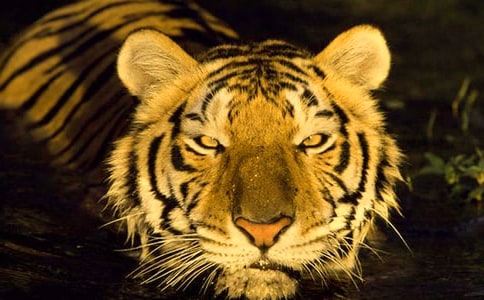 �й��ϻ����꼶����300�ֺϼ�6ƪ