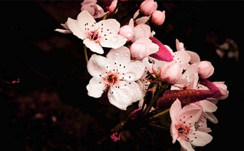 �����滨���꼶���ĺϼ�8ƪ