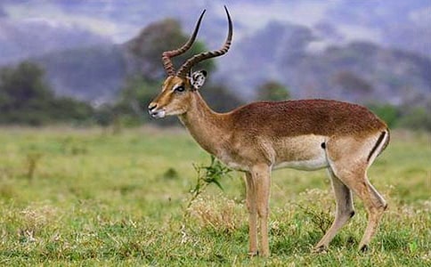 ������ľ�񡷶���У���ѡ20ƪ��