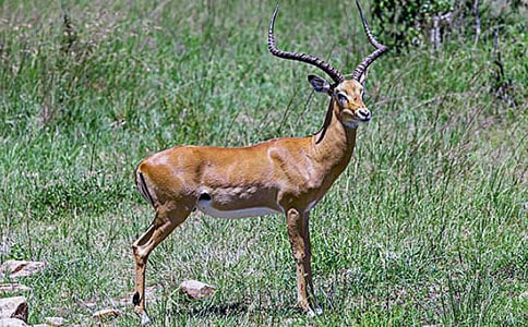 ���꼶��������Ϊʲô���ܡ��из���