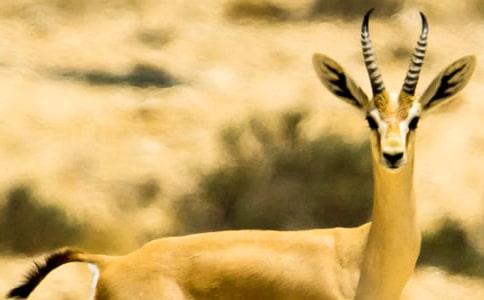 ������ľ�񡷳�һ��д����