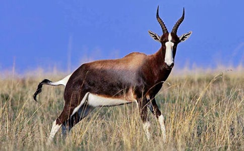 ���ġ�����ľ��˵�θ�