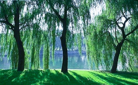 �����������꼶����300�ֺϼ���ƪ