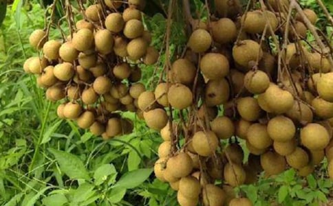 �����ز����������꼶״������