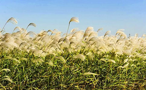 谜底是芦苇的谜语