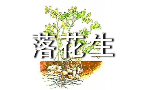 读落花生有感