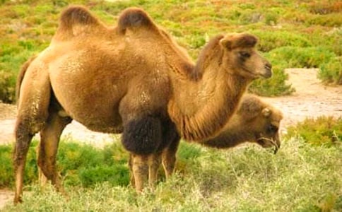 ���յĹ���