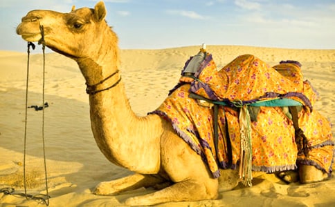 短篇寓言故事《骆驼和仙人掌》