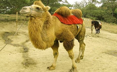 �����������ӡ��и�