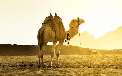 沙漠里的骆驼故事
