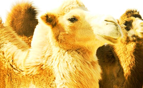 ���꼶�²ᡶ����Ѱ���ǡ�����̰�