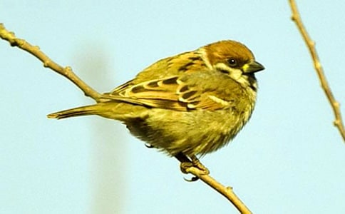 ¥�������ȸɢ��