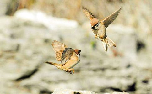 小麻雀一千零一夜故事