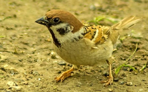 ��ѡ��ȸ���꼶������ƪ