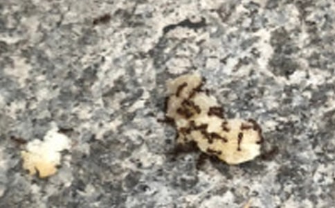 ʵ�õ����꼶���ϵ�����300����ƪ